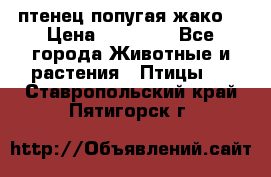 птенец попугая жако  › Цена ­ 60 000 - Все города Животные и растения » Птицы   . Ставропольский край,Пятигорск г.